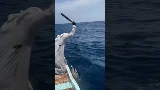 fishing 41 fishing maldives fish sea [upl. by Crain]