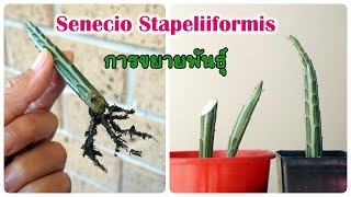 การขยายพันธุ์ Snake Plant​  How to propagate Senecio Stapeliiformis Eng sub [upl. by Nauqet]