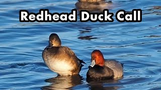 Redhead Duck Calling Its Mate  Bird Call and Sounds [upl. by Laing817]