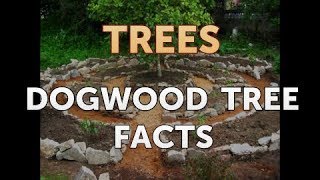 Dogwood Tree Facts [upl. by Bakemeier712]