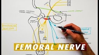 Femoral Nerve branches  Anatomy Tutorial [upl. by Ennasirk]