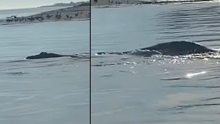 WATCH Mystery creature spotted by boat captain leaves viewers guessing [upl. by Fairbanks]