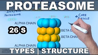 Proteasome  Types and Structures [upl. by Woodcock]