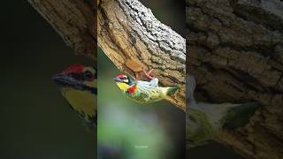 Coppersmith Barbet shorts birds photography [upl. by Chong]