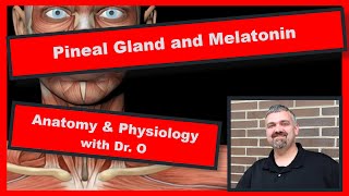 Pineal Gland and Melatonin Anatomy and Physiology [upl. by Aggy649]