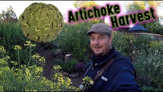 Growing And Harvesting Artichokes  Growing Food At Home Is Easy [upl. by Elberta]