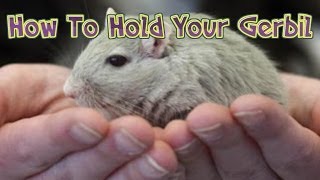 How To Hold A Gerbil [upl. by Porche]