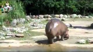 Classic Trip to the Zoo Hippo Fart [upl. by Enyalaj]