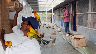 Parrots Released Into Our New Aviary  Naya Firm Pe Bird Chor Diya [upl. by Kina]