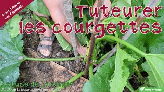 Tuteurer les courgettes  Astuce de jardinier [upl. by Talbot]