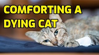 How To Comfort A Dying Cat [upl. by Nodnol]