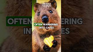 40 Amazing Facts About Quokkas The Worlds Happiest Animal 😊  Wildlife Documentary p4 shorts [upl. by Zarah]