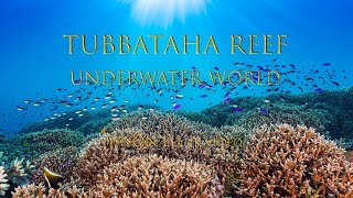 Scuba Diving in Tubbataha Reef Philippines [upl. by Ecirtahs]