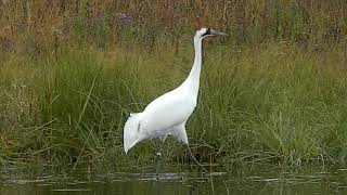 Whooping Crane Unison Call [upl. by Odnomor]