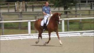 wwwreitschulesandbrinkde LEZARD Lord Loxley  Riccione Warendorf 0611 Dressage [upl. by Margaretta]