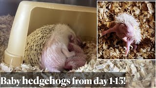 Hedgehog babies from day 1 to 15 First SELFANOINTING of one hoglet caught [upl. by Socem]