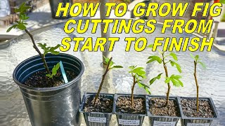 How To Root Fig Cuttings From Start To Finish [upl. by Hacceber802]