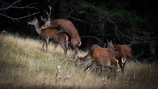 1 heure de brame pour 5 ans daffût dans la forêt [upl. by Odarbil478]