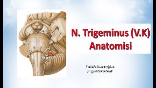 Nervus Trigeminus  Neuroanatomy  Nöroanatomi Konu Anlatımı 19 [upl. by Elkcim]