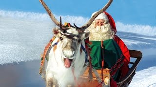 Renas de Papai Noel na Lapônia Finlândia 🦌🎅 Pai Natal vídeo para famílias Rovaniemi Santa Claus [upl. by Naawaj752]