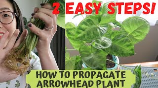 How to propagate Arrowhead plant Dec 2020 [upl. by Aivyls898]