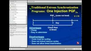 Estrus Synchronization in Heifers and Cows [upl. by Norean]