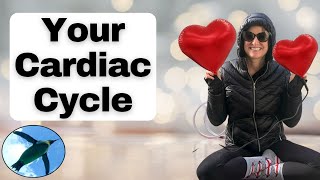 Your CARDIAC CYCLE 🐧❤️🐧 [upl. by Markiv]