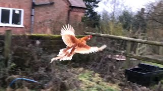 Chickens And Guineafowl Flying Over Fence [upl. by Afital764]