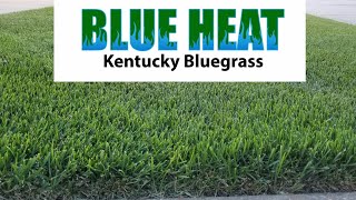 GCI Turf Blue Heat Kentucky Bluegrass Seed [upl. by Glennie]