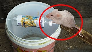 How To Make a Bucket Mouse Trap  Rat Trap [upl. by Gladis960]