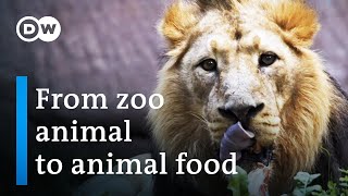 Why zoos sometimes kill animals  DW Documentary [upl. by Llenet]