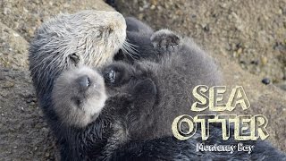 Sea Otter Baby in Monterey [upl. by Yerd]