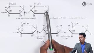 Structure Of Amylopectin  Biomolecules  Chemistry Class 12 [upl. by Pancho]