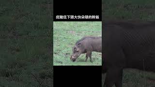 疣豬低下頭大快朵頤的幹飯 野生動物 動物解說 [upl. by Heshum]