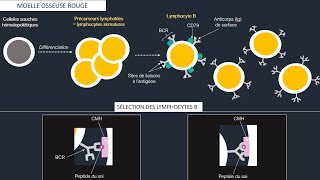 Système lymphoïde et organes lymphoïdes  maturation sélection et activation des lymphocytes B et T [upl. by Enrol]