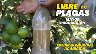 Libre de plagas y mayor producción de limón  Potente Foliar Fungicida Acaricida para Limonero [upl. by Imac]