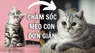 Cách nuôi chăm sóc mèo con khi mới mang về Dayspet [upl. by Geibel]