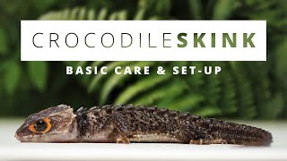 RedEyed Crocodile Skink  BASIC CARE amp SET UP [upl. by Lavine]