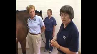 Cardiovascular System Physical Examination of the Horse [upl. by Atiekahs]