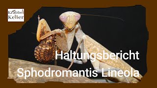 Haltungsbericht GhanaGottesanbeterin Sphodromantis lineola [upl. by Rolyak]