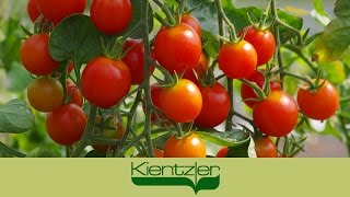 Tomaten anpflanzen auf Balkon amp Terrasse im Kübel  ein GourmetzauberVideo [upl. by Alyos]