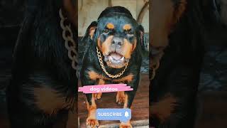 angry dogangrydog angrypuppy viral rottweiler funnyanimal pets angry [upl. by Ayrad]