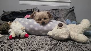 Rylie wishes everyone sweet dreams💝💤goodnight viralvideo yorkies doglover Rylie [upl. by Dunaville11]