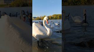 Adorable Friendly Swans Close up 🦢💖🍁 [upl. by Valeda743]