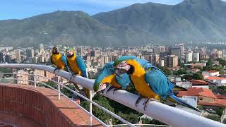 Guacamayas de Caracas [upl. by Ramedlaw]