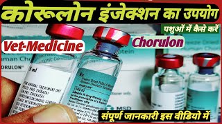 CHORULON injection ka upyog pashuon Mein kase kare  कोरूलोन इंजेक्शन का उपयोग कैसे करें [upl. by Wardlaw]