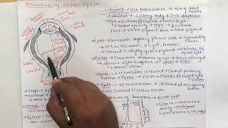 DIP5 Structure of a human eye  EC Academy [upl. by Analahs978]