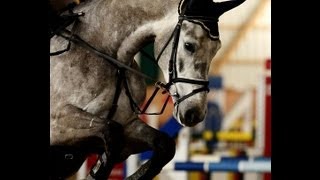 wwwsporthorsesonlinecom 2007 Holsteiner gelding top equitation horse sold [upl. by Ronny]