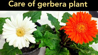 Care of gerbera plant how to grow n care winter flowering plant gerbera [upl. by Slaohcin]