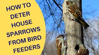 How to Deter House Sparrows at Bird Feeders 2021 [upl. by Oirasor]